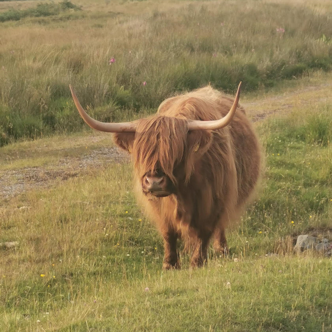 A wolly bullock in a field.