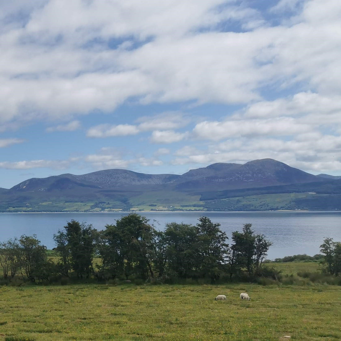 Grass with sheep and a lake in the foreground and mountains in the background. 