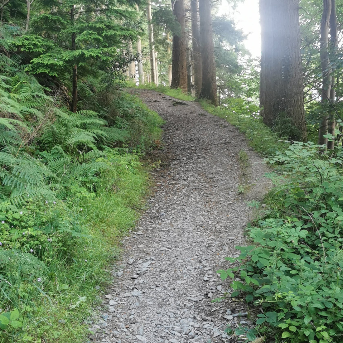 A gravel path through a forest.